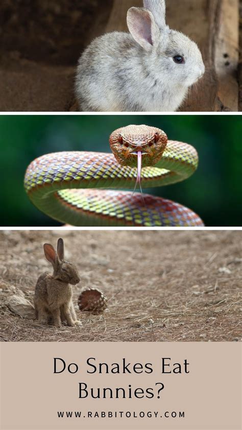Do snakes eat bunnies the answer might scare you – Artofit