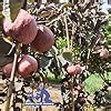 Native Earth Rare Thai Red Guava (Combo of 2 Plant) - Red Skin Red ...