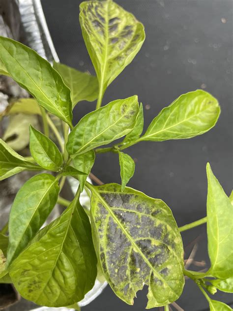 Pepper plants with black leaves : r/gardening