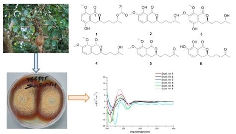 Talaromarins A–F: Six New Isocoumarins from Mangrove-Derived Fungus ...
