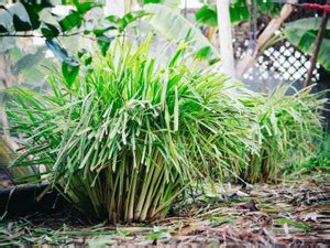 XYGEN लेमन ग्रास/Lemon grass (Cymbopogon citratus) Seed Price in India ...