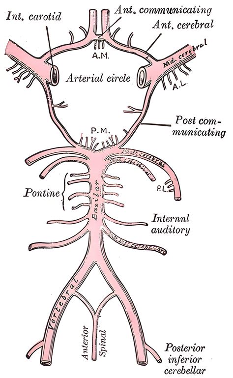 Arteria communicans anterior (ACOM) - Ars Neurochirurgica