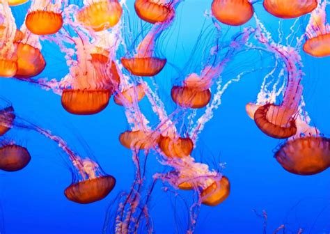 Behavior Of Jellyfish