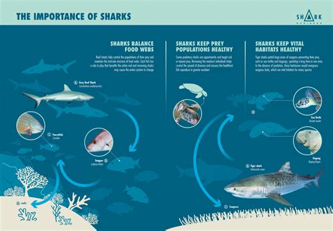 Great White Shark Food Chain Diagram