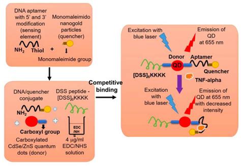 Aptamer-Conjugated Quantum Dot Optical Biosensors: Strategies and ...