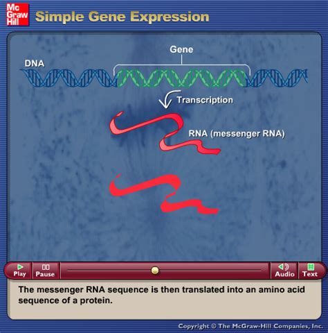 Image result for Simple Gene Expression