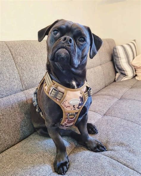 Pug Mixed Breeds: 60 Perfect Pug Mixes You'll Want to Adopt