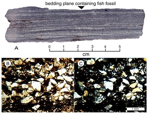 The First Discovery of a Fish Fossil (Phareodus sp.) from Paleogene ...
