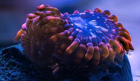 Come realizzare il focus stacking con Lightroom in 5 mosse | Adobe
