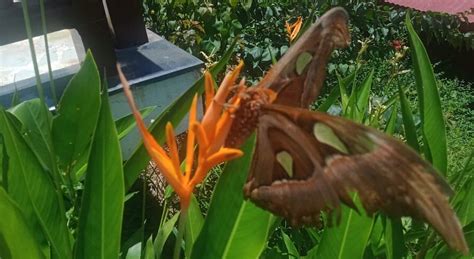 THE SUNSET LOUNGE AT SYMPHONY SAMUDRA, Port Blair - Restaurant Reviews ...