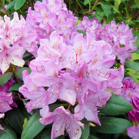 Rhododendron Roseum Elegans - Arbuste rustique à fleurs rose lilas