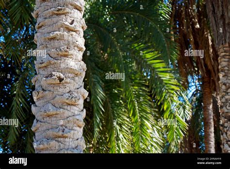 Image result for Date Palm Tree Trunk Rot