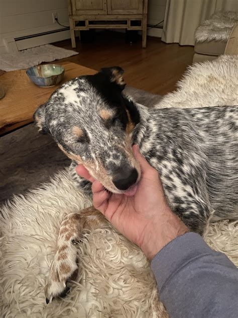 6 Months Today : r/AustralianCattleDog