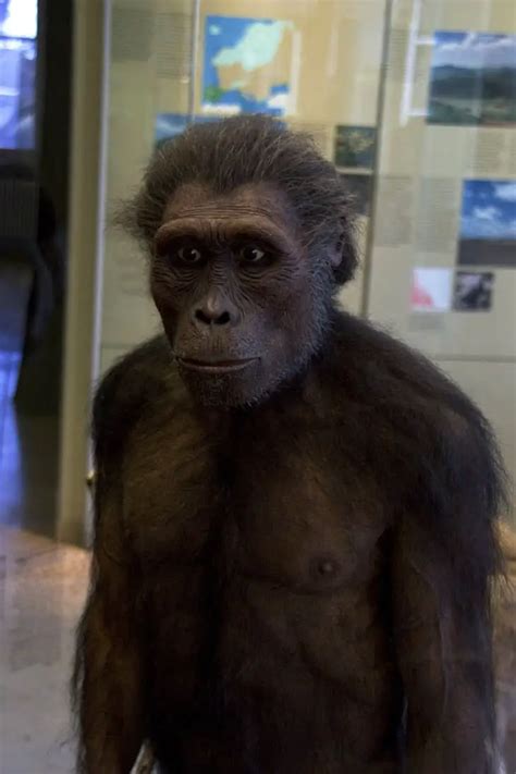 Australopithecus Documentary 的图像结果