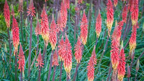 WildFlowers ©2016 Liz Laing - Wandermelon