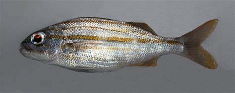 Smallmouth Grunt | Mexico – Fish, Birds, Crabs, Marine Life, Shells and ...