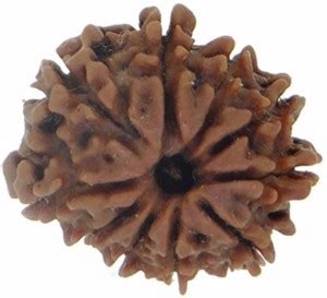 Senroar 10 Mukhi NEPALI RUDRAKSHA Wood Wood Pendant Price in India ...