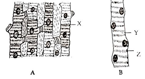 (a) Identify figures A and B. (b) Label X, Y and Z. (c) Which one act ...