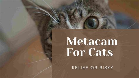 Metacam For Cats | Relief or Risk? - Analgesia