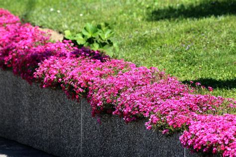 Creeping Phlox Ground Cover: Bright Flowers for Spring