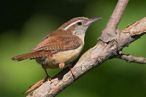 Carolina Wren | Wren, Backyard birds, Birds
