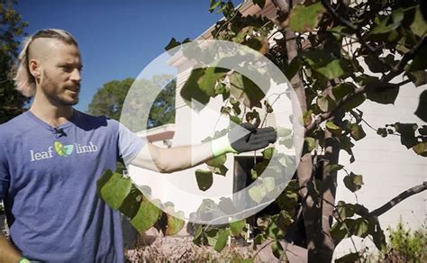 Image result for Step Cut Pruning