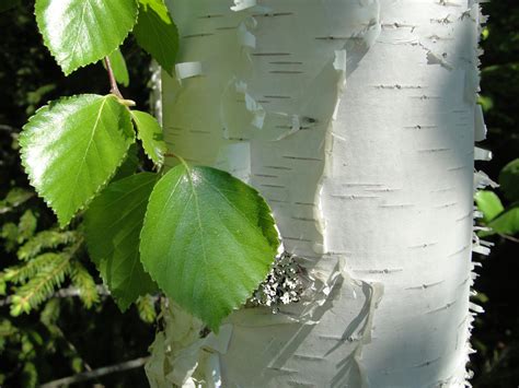White Birch Tree Leaves