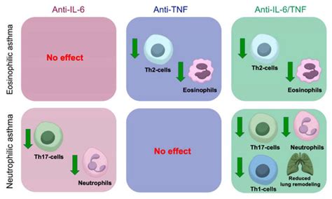 Therapeutic Potential of Combining IL-6 and TNF Blockade in a Mouse ...