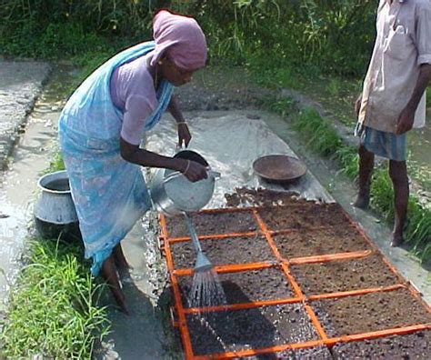 Crop Production :: Rice :: System of Rice Intensification (SRI)