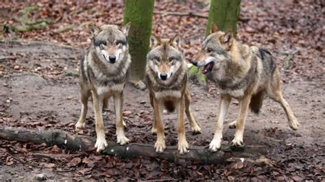 Image result for How Reintroducing Wolves Changed Yellowstone