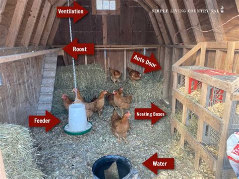 How To Set Up Inside Of Chicken Coop at Samantha Brabyn blog
