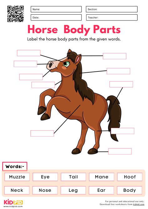 Label the Horse Body Parts Worksheet - Kidpid