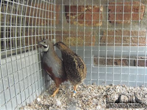 Pure wild Chinese painted quails (Coturnix chinensis) breeding pairs ...