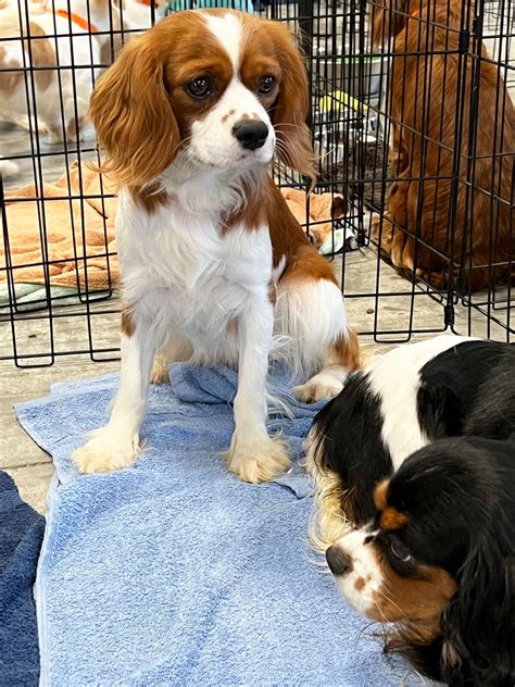 Midland Humane Society to take in 20 dogs saved from puppy mills