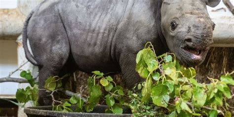 Help name Cleveland Metroparks Zoo’s baby rhino