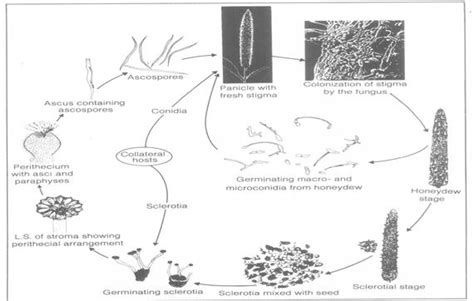 ICAR-AICRP on Pearl Millet