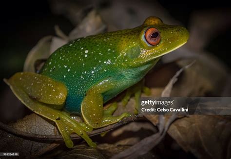 Muppet Frog 的图像结果