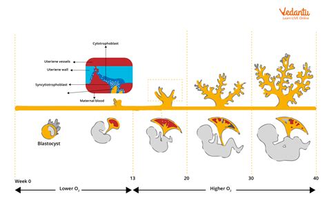Image result for Placenta Development Stages