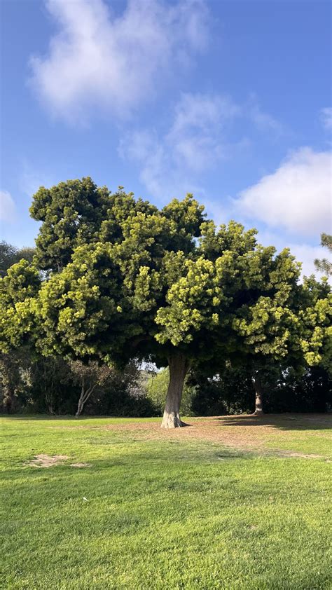 Tree of the Week: April 8th, 2025 - ArborNote