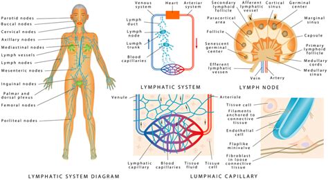 Image result for How Lymphatic System Works
