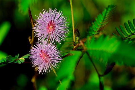 5 Amazing Tips on How to Grow and Care for Mimosa Pudica Plant in Your ...