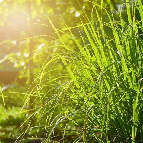 Buy Lemongrass Plants for Sale Online | Perfect Plants