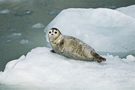 seal technology