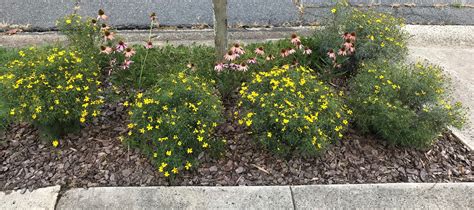 Streetside Gardens | Virginia, USA | Plant NOVA Natives