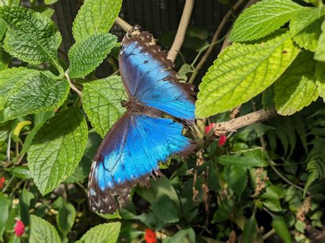 Free picture: Menelaus blue morpho butterfly (Morpho menelaus) on a ...