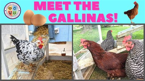 Image result for Gallinas Tutorial