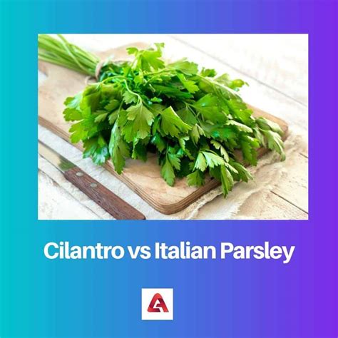 Cilantro vs Italian Parsley: Difference and Comparison