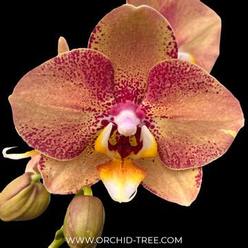 Buy Phalaenopsis Orchids Online India | Moth Orchid Colors Flower ...