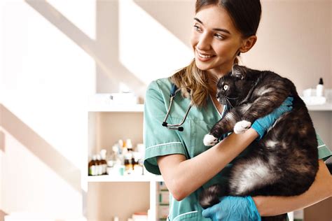 Veterinary Assistant: Job Description, Duties, and More - The Academy ...