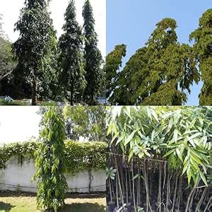 Indian mast tree, Indian mast christmas tree Indian fir Monsoon ...